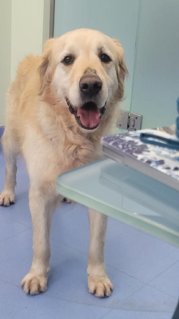 Casper, un Golden Retriever bello da impazzire Foto 6